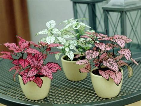 These 10 Small Indoor Plants are easy to grow, take a little space, and add more appeal to the ...