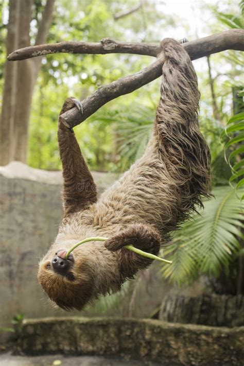 Young Hoffmann S Two-toed Sloth Eating Lentils Stock Photo - Image of hanging, america: 71863060