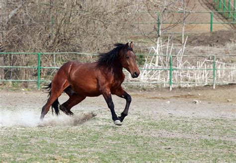 Different Types of Horse Gaits You Should Know Of - LV Performance