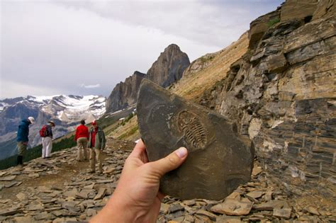 Burgess Shale Fossils in Yoho National Park