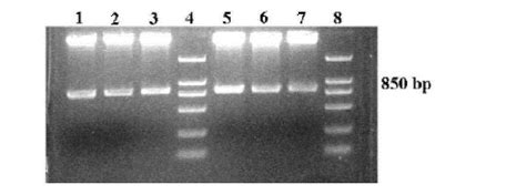 Preparation method and application of capsid-protein-mutant double-stranded recombinant adeno ...