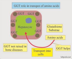 Diagnostic value of enzymes in diseases (CK, GGT, LDH, Lipase)