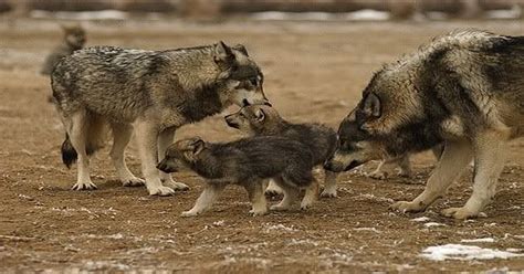 What Are Baby Wolves Called? - Learn About Nature