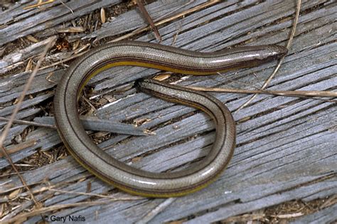 Northern California Legless Lizard - Anniella pulchra