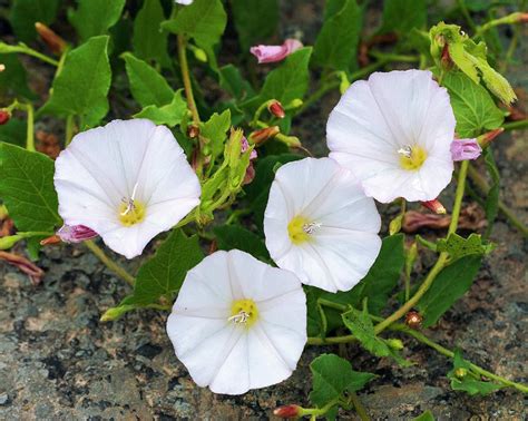 Field Bindweed (convolvulus Arvensis) Photograph by Annie Haycock - Pixels