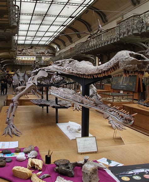 Sarcosuchus imperator Skeleton | On display at the Gallery o… | Flickr