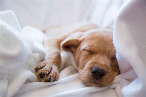 Why Do Dogs Sleep So Much? | Great Pet Care