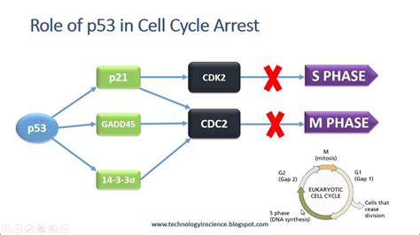 p53 Structure and Function - Cell Cycle Regualtion & Apoptosis - YouTube