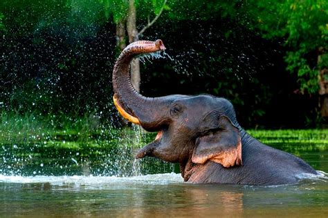 Experience Elephants in Kerala - God's Own Country