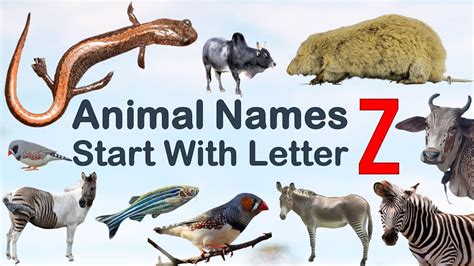 Animal Names start with Letter Z, Spelling, Picture #vocabulary #animals #explore #100 # ...