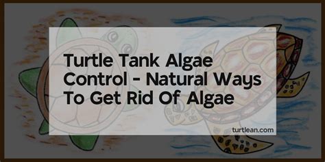 Turtle Tank Algae Control - Natural Ways To Get Rid Of Algae - Turtlean