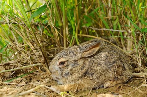 18 Wild Animals in Myanmar [Wildlife in Myanmar] - Kevmrc