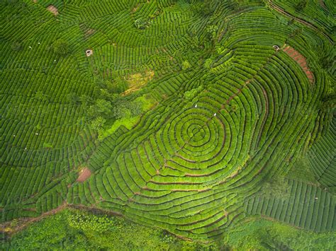 "Aerial View Of Tea Plantation In SIchuan China" by Stocksy Contributor ...