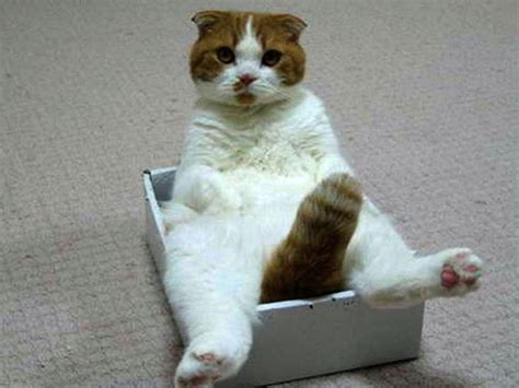 Funny Cat, Funny, In Box, Cat, HD wallpaper | Peakpx