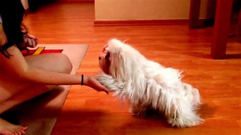 Maltese training dog - YouTube