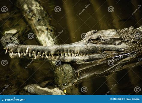 False Gharial stock photo. Image of asia, teeth, side - 34031320