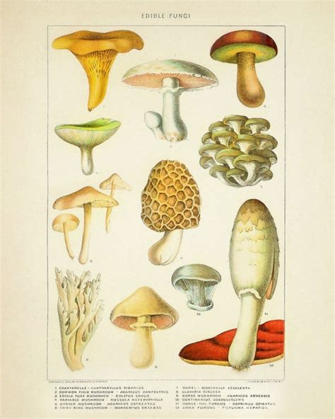 Vintage Mushroom Poster Edible Mushroom Chart Botanical | Etsy Canada