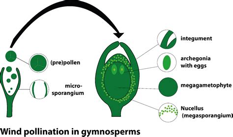 In gymnosperm, the pollination is(a) Anemophilous-micropylar(b ...