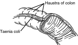 Haustra | definition of haustra by Medical dictionary