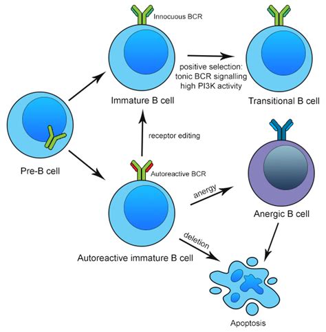 Memory B Cells Cartoon