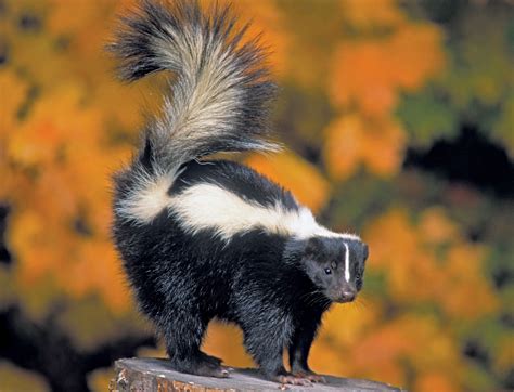 STORY HEEDER: The anger of a gentle skunk