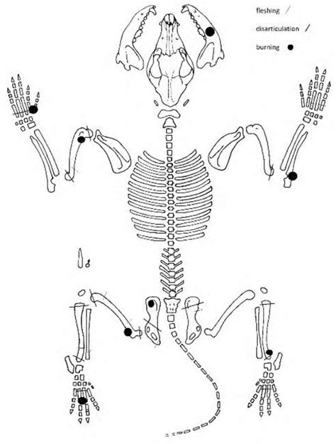 Cutting and defleshing marks on the bones of Canis familiaris (drawing... | Download Scientific ...