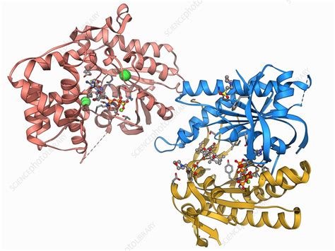 Adenylyl cyclase enzyme molecule - Stock Image - F006/9279 - Science ...