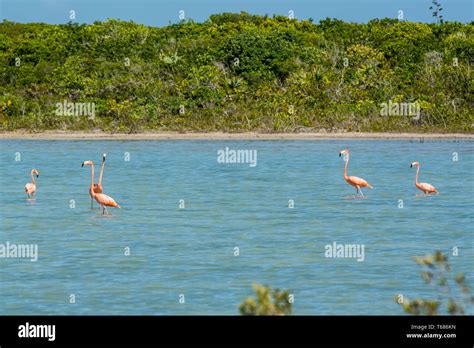 American flamingo (Phoenicopterus ruber) at Flamingo Pond, Ramsar ...