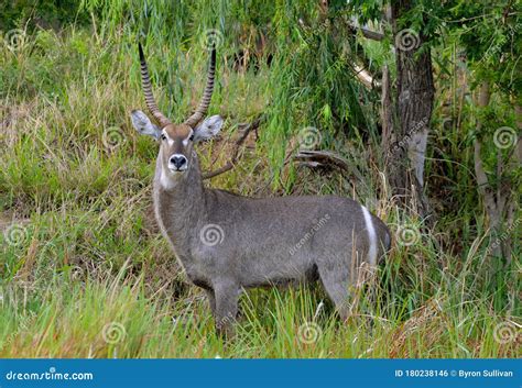 Young Male African Deer in Bush Stock Photo - Image of young, african: 180238146