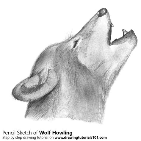 Pencil Drawing Of A Wolf Howling - bestpencildrawing