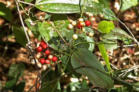 Smilax plantA (Smilacaceae) image 73671 at PhytoImages.siu.edu