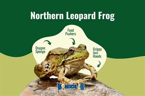 Northern Leopard Frog - WonderLab