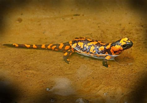 Animal Symbolism: Salamander Meaning on Whats-Your-Sign.com