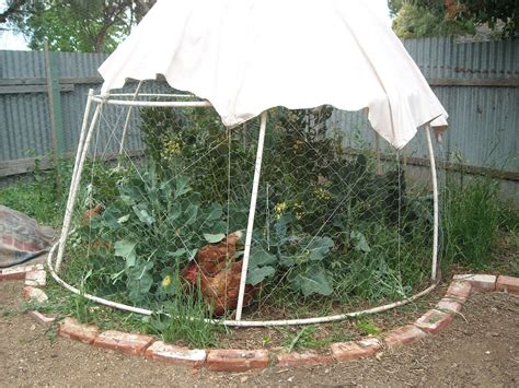 Zucchini Island: Chicken enclosure designs - be creative