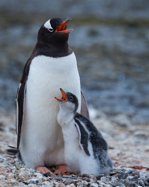 Visionary Wild ( Gentoo Penguin (Pygoscelis papua) with chick Antarctica )