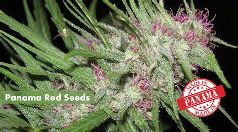 Where's Best to Buy Panama Red Seeds Online | 10Buds Seed-Finder