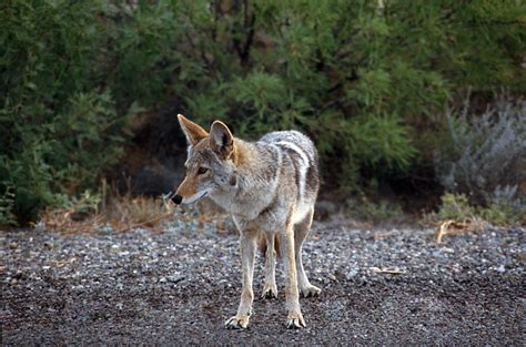 ADW: Canis latrans: INFORMATION