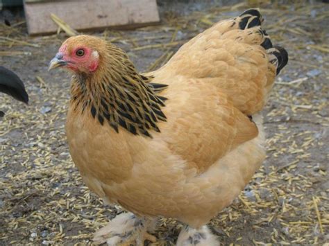 Buff-Colored Chicken Contest~ends 2/14/10 | Brahma chicken, Chicken pictures, Buff brahma chicken