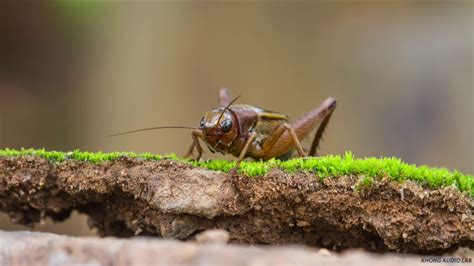 Cricket Chirping Sound Recording 🦗🦗🦗🦗 - YouTube