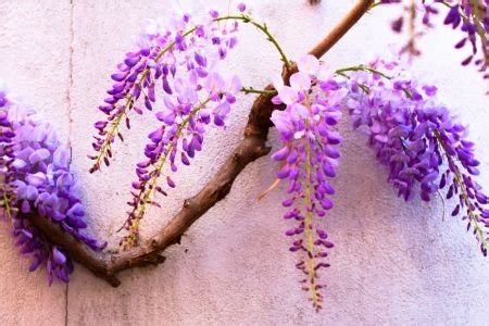 Wisteria Propagation Methods | DoItYourself.com