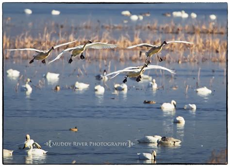 The fall Tundra Swan migration at Weaver, Minnesota