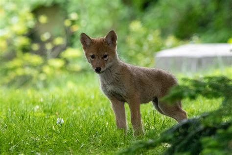 Coyote Pup | Nick Arivella | Flickr