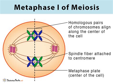 Meiosis: Definition, Stages, & Purpose with Diagram