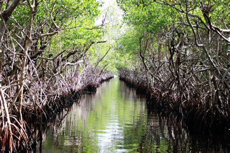 Potensi Hutan Mangrove - Homecare24