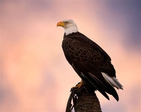 Eagle At Sunset | Fine Art Nature Photography by Steve Perry | Wildlife, Sunset, Bald eagle