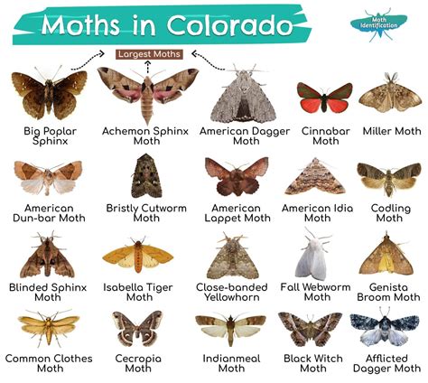 Types of Moths in Colorado | Types of moths, Moth, Moth species