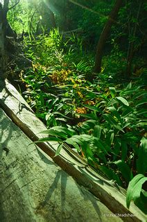vegatation-forest-floor.jpg | 4-351 | r. nial bradshaw | Flickr