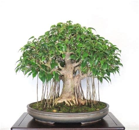 Price Banyan Tree Bonsai | Banyan tree bonsai, Bonsai plants, Bonsai ficus