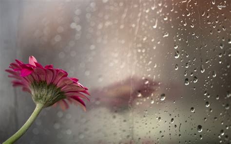 Pink gerbera in the rainy window wallpaper - Flower wallpapers - #18832 www.desktopwallpapers4 ...