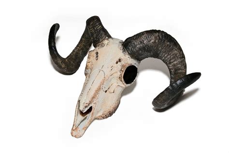 Ram Skull/ Faux Ram Skull/ Sheep Skull/ Ram Horns/ Faux Horns/